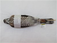 藏品(鳳頭蒼鷹)的圖片